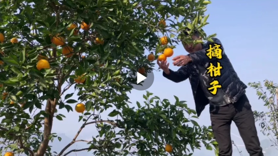 万州一修理厂组织摘柑子活动，短暂的快乐，却话尽中年男人的沧桑