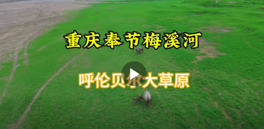 漂亮！重庆市奉节县梅溪河流域隐藏着一个大草原，风吹草低见牛羊